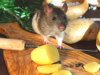 Крысы атаковали Нью-Йорк Крысы атаковали Нью-Йорк