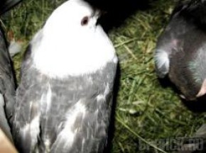 "Летите голуби, летите"