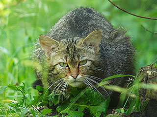 Пасынок зарезал отчима по приказу кошки Пасынок зарезал отчима по приказу кошки