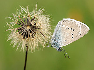 Москву атаковали гигантские мотыльки Москву атаковали гигантские мотыльки