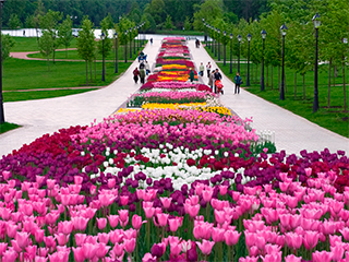 В Подмосковье реконструируют все парки В Подмосковье реконструируют все парки