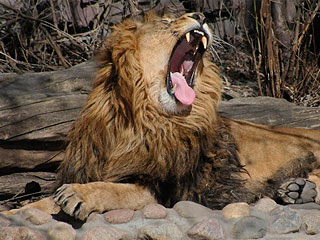 В зоопарке Москвы случился казус со львами В зоопарке Москвы случился казус со львами