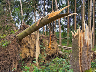 На фестивале бардов произошла трагедия На фестивале бардов произошла трагедия