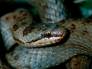 Турист пытался перевести змей в рюкзаке Турист пытался перевести змей в рюкзаке