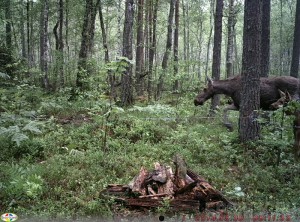 В "Брянском лесу" уже "сфотографировались" многие его обитатели