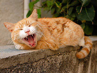 Кот проехал в амортизаторе 80 километров Кот проехал в амортизаторе 80 километров