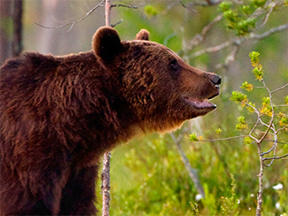 Медведь напал на девочку из-за голода Медведь напал на девочку из-за голода