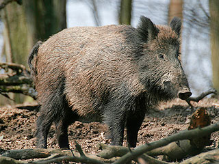 Дикий кабан атаковал журналистов (видео) Дикий кабан атаковал журналистов (видео)