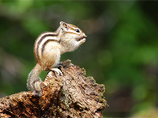 Бурундук избил кота и стал звездой (видео) Бурундук избил кота и стал звездой (видео)