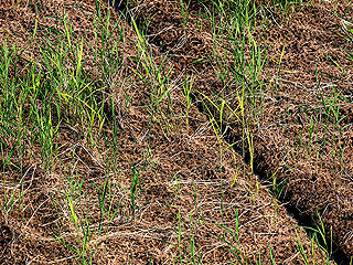 КНДР поразила сильнейшая засуха КНДР поразила сильнейшая засуха