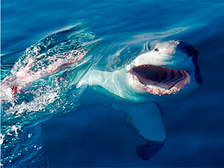 В Калифорнии акула напала на отдыхающих В Калифорнии акула напала на отдыхающих