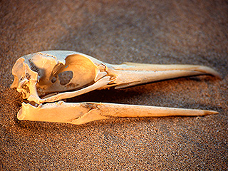 Ученые раскрыли тайну самой большой птицы Ученые раскрыли тайну самой большой птицы