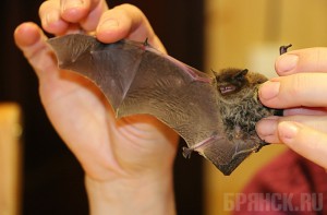 Сотрудница «Брянского леса» помогала считать псковских летучих мышей