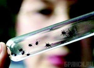 Клещи по-прежнему кусают брянцев