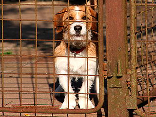 Испанцам запретят продажу кошек и собак Испанцам запретят продажу кошек и собак