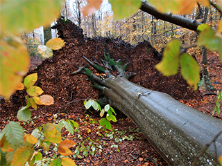 Ураган унес жизни трехлетних сестер Ураган унес жизни трехлетних сестер