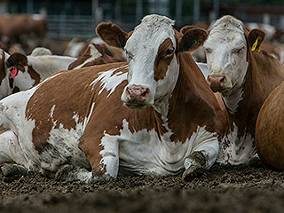 На Алтае поймали убийцу коров На Алтае поймали убийцу коров