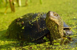 Болотная черепаха из «Брянского леса» завела подружку