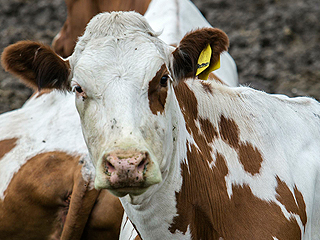 Российских коров пустят на салоны иномарок Российских коров пустят на салоны иномарок