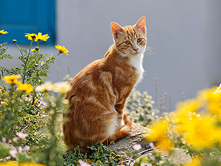 Кота номинировали на премию за храбрость Кота номинировали на премию за храбрость