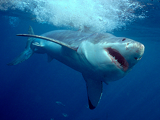 Акула подавилась морским львом (видео) Акула подавилась морским львом (видео)