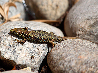 Ракету с животными выведут на орбиту Ракету с животными выведут на орбиту