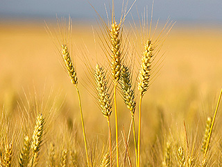 Расшифрован геном пшеницы Расшифрован геном пшеницы