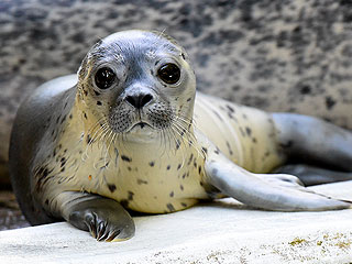 Морской львенок родился во время гастролей Морской львенок родился во время гастролей