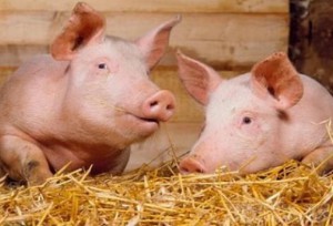 На борьбу с АЧС Брянская область получит 116 миллионов рублей