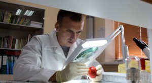 За первое полугодие 2014 года ФГБУ «Брянская МВЛ» выявила 13 видов вредных организмов