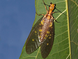 Найдено самое большое летающее насекомое Найдено самое большое летающее насекомое