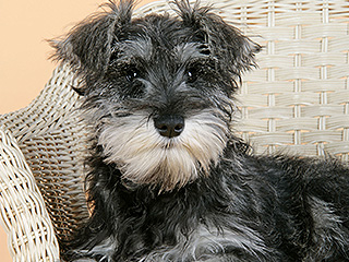 Собака упала в обморок от радости (видео) Собака упала в обморок от радости (видео)