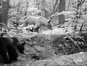 Еще одна мама-медведица угодила в фотоловушку брянского заповедника