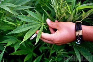 В Дятьковском районе хозяин с любовью ухаживал за своим «наркоогородом»