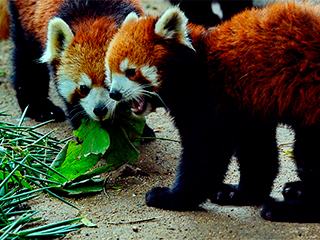 В шведском зоопарке родились красные панды В шведском зоопарке родились красные панды