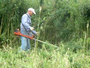 Красногорских чиновников обяжут косить коноплю