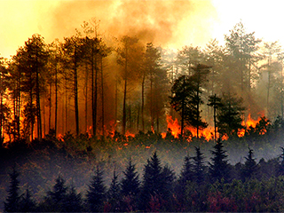 В России горят 3 миллиона гектаров лесов В России горят 3 миллиона гектаров лесов
