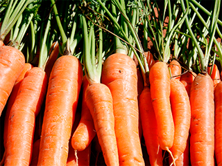 На украинскую свеклу и морковь введут запрет На украинскую свеклу и морковь введут запрет
