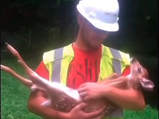 Олененок привязался к спасателю (видео) Олененок привязался к спасателю (видео)