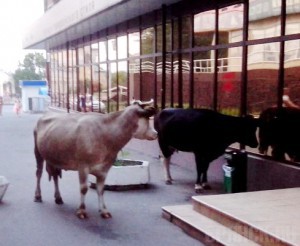 По центру Брянска разгуливали две коровы vk.com