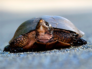 В США полиция устроила погоню за черепахой В США полиция устроила погоню за черепахой