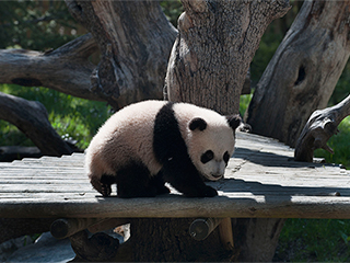 Мадридский зоопарк ограбили на миллион евро Мадридский зоопарк ограбили на миллион евро