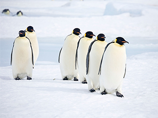 Учеными найдены двухметровые пингвины Учеными найдены двухметровые пингвины