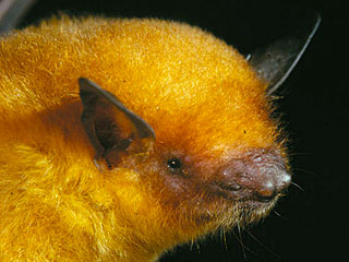 Ученые открыли новый вид млекопитающих Ученые открыли новый вид млекопитающих