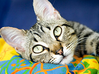 Эрмитаж раздаст служебных котов Эрмитаж раздаст служебных котов