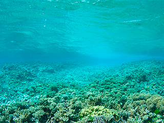 Мексиканский залив "съедает" мертвая зона Мексиканский залив "съедает" мертвая зона