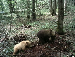 Медвежонок редкого окраса попал в фотоловушку в «Брянском лесу» bryansky-les.ru
