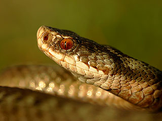 Москвичи нашли в своей кровати гадюку Москвичи нашли в своей кровати гадюку