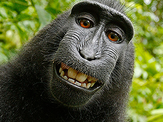 Wikipedia отказалась удалить селфи обезьяны Wikipedia отказалась удалить селфи обезьяны