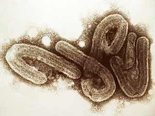 Над миром нависла угроза эпидемии Над миром нависла угроза эпидемии